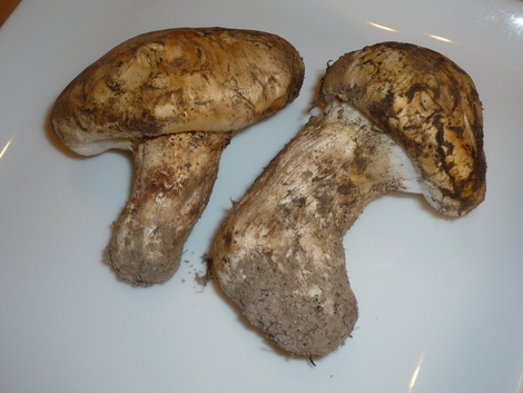 Matsutake_out of the package