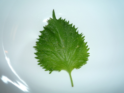 Ingredient in the spotlight-shiso single leaf