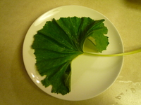 Fuki leaf on a plate