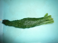 Squeezed fuki leaves