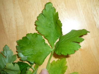 Ingredient in the spotlight-leaf